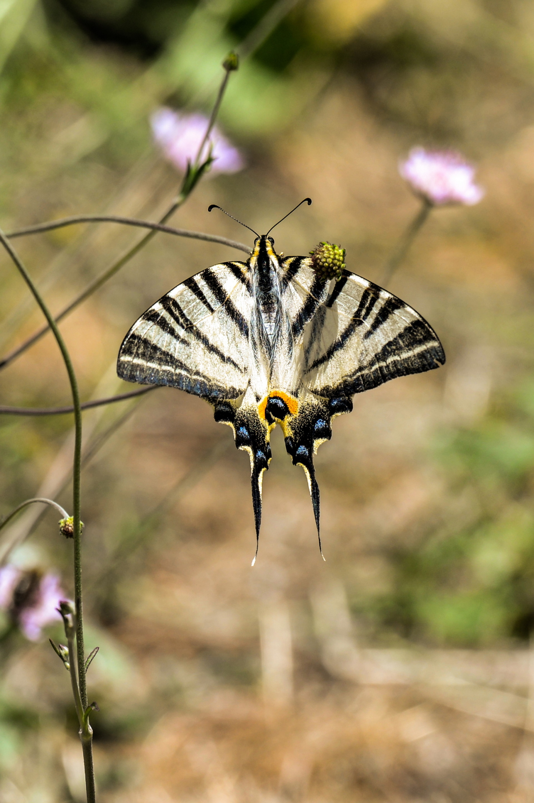 nature-19