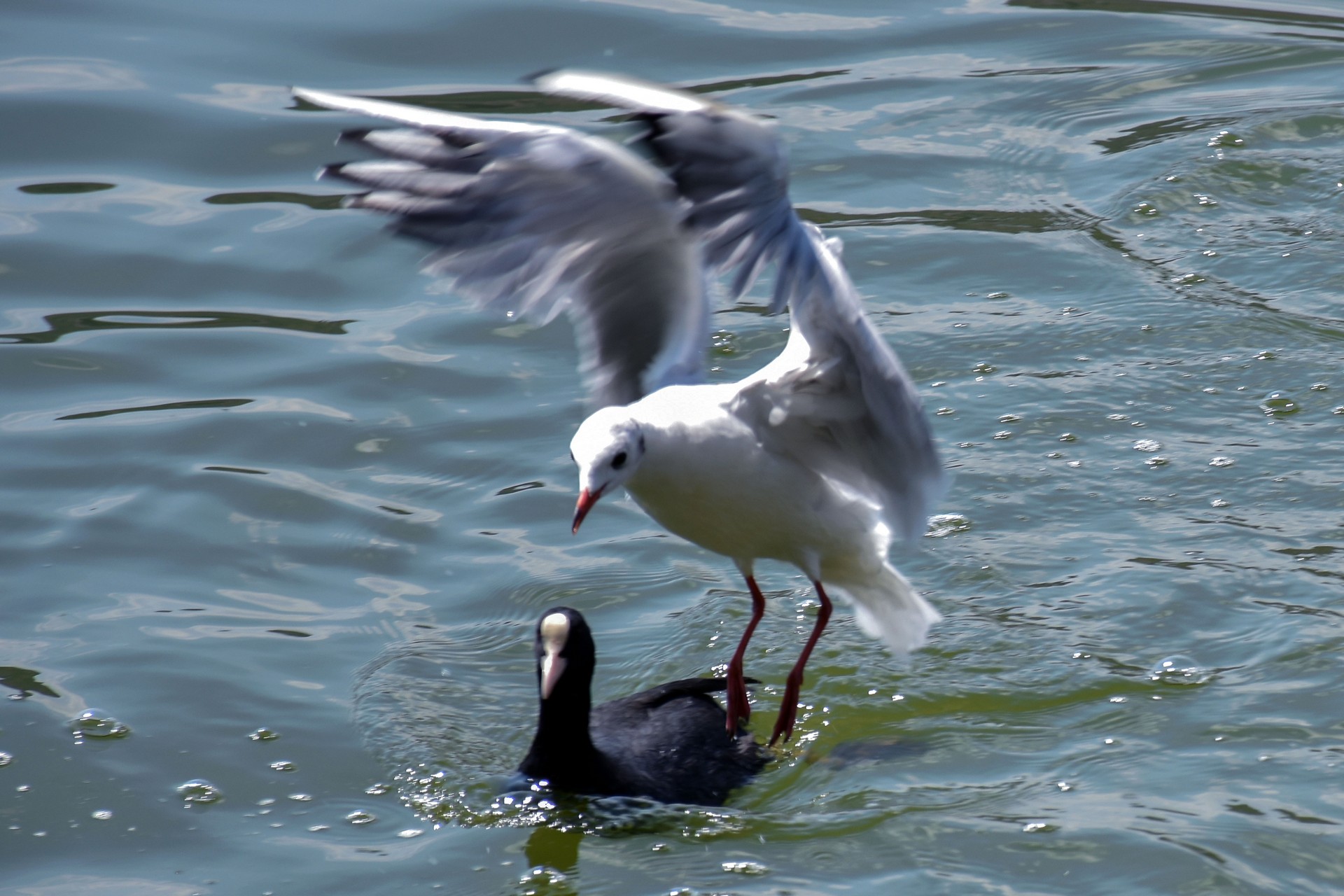 wild-life-42